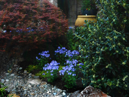 7 Stenger 4 BracN London Grove Phlox Doylestown 5-15 (12)